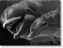 dolphin love